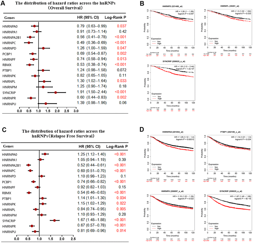 Correlation between hnRNP mRNA expression and clinical prognosis in patients with BRCA. (A) Forest plots showing the correlation between the expression of hnRNPs and patient OS, as examined via Kaplan–Meier analysis. (B) High hnRNPD, hnRNPL, or SYNCRIP expression was significantly associated with poor OS. (C) Forest plots showing the association between the mRNA expression levels of hnRNPs and RFS. (D) High expression of HNRNPA0, PTBP1, HNRNPK, and SYNCRIP was significantly associated with poor RFS.