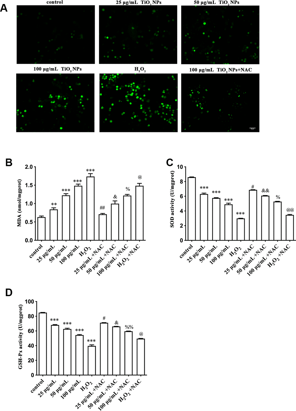 Oxidative damage of TiO2 NPs to corneal endothelial cells. (A) Intracellular ROS of corneal endothelial cells with indicated treatment, bar = 40 μm. Detection of MDA content (B), SOD activity (C) and GSH-Px activity (D) in primary corneal endothelial cells with indicated treatment. **P***P#P##P&P&&P%P%%P2O2 group, @P@@P2O2 group.