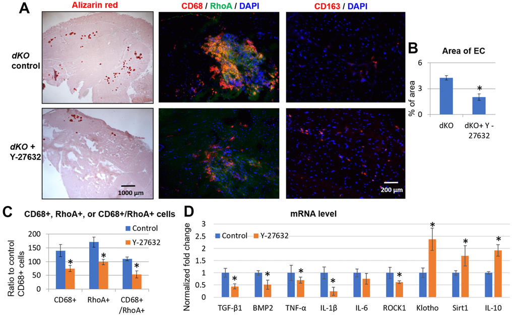 Systemic inhibition of RhoA/ROCK in dKO mice reduced calcification in skeletal muscle by repressing the accumulation of RhoA+/CD68+ cells. (A) Alizarin Red staining indicating reduction in calcification in dystrophic muscles of dKO mice treated with the RhoA/ROCK inhibitor Y-27632 for 3 times a week, from 3 weeks to 8 weeks of age. Immunostaining of skeletal muscle tissues showed that the accumulation of CD68+/RhoA+ cells in dKO muscle was also reduced by RhoA/ROCK inhibition, while the number of CD163+ cells (M2 macrophages) was increased. (B) quantification of the area of ectopic calcification (EC) in skeletal muscle of dKO mice with or without Y-27632 treatment. (C) Quantification of the number of CD68+, RhoA+, and CD68+/RhoA+ cells with and without Y-27632 treatment (number of cells per area of 100 myofibers). (D) qPCR results of mRNA isolated from dystrophic muscles of dKO mice showing that Y-27632 treatment significantly down-regulated the expression of pro-inflammatory/fibrosis genes (TGF-β1, BMP2, TNF-α, and IL-1β), and up-regulated the expression of anti-inflammatory/fibrosis genes (Klotho, Sirt1, and IL-10). n=8 for both dKO mice with or without Y-27632 treatment, * indicates p