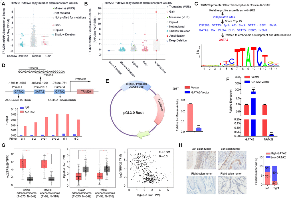 GATA2 transcriptionally repressed TRIM29 expression. (A, B) The low frequencies of mutation (A) (1%) and amplification (B) (C, D) Analysis of possible physical associations of GATA2 with regions in the TRIM29 promoter. ChIP assays were performed with GATA2 antibody. IgG served as the negative control. (E) Relative luciferase activity in 293T cells transfected with reporter constructs containing the TRIM29 promoter. Luciferase reporter activity was normalized to Renilla luciferase activity. (F) The mRNA expression level of TRIM29 in cells transfected with GATA2 plasmid was detected using qPCR. (G) GATA2 was negatively correlated with TRIM29. (H) Representative images of GATA2 expression in right-sided colorectal cancer (RSCC) and left-sided colorectal cancer (LSCC). RSCC had a higher frequency of loss of GATA2 than did LSCC. The error bars represent the SEM. *P D–F) repeated at least 3 times.