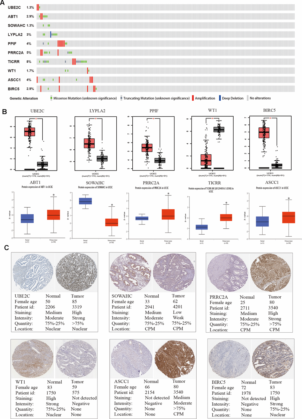 Genetic alterations and protein expression of hub genes in TCGA. (A) A visual summary on a query of genetic alteration of 10 hub genes in TCGA dataset. (B) Transcriptional level of each gene was identified in both GEPIA and UALCAN database. *p C) Validation of hub genes by The Human Protein Atlas database.