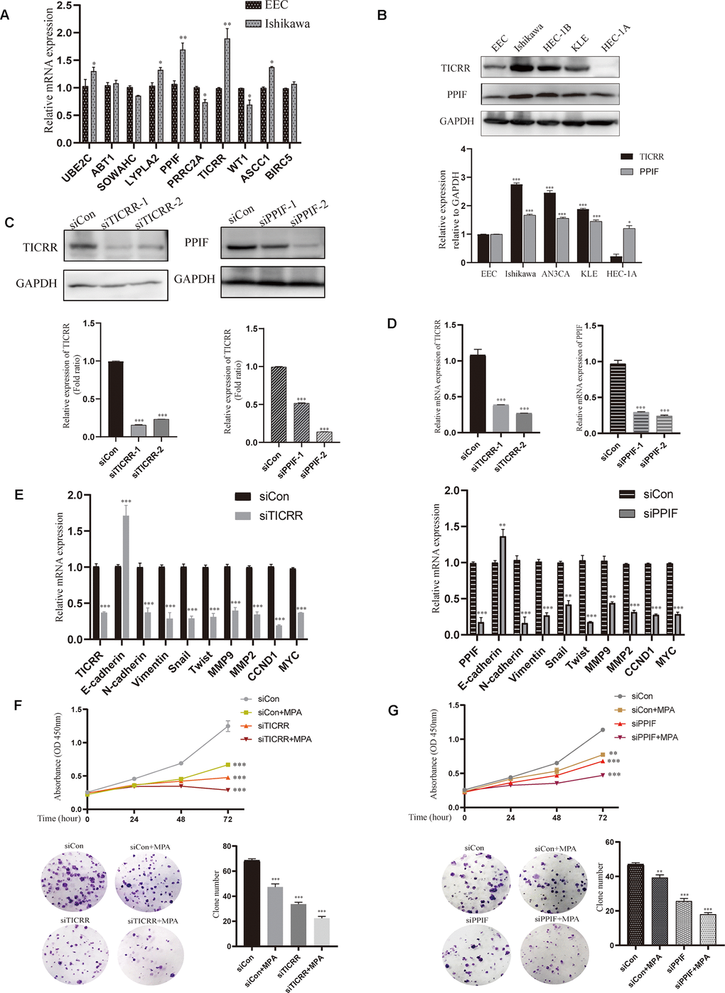 Validation of hub genes by cell experiments in vitro. (A) Identification of differentially expressed genes by qPCR assay in both normal endometrial epithelial cells and endometrial cancer cell lines. (B) Western blot assay showing the expression of TICRR and PPIF in EC cell lines and normal endometrial epithelial cells. (C) The effect of different siRNA on TICRR and PPIF gene silence by western blotting respectively. (D) TICRR and PPIF expression were examined by RT-PCR after transfected with siRNA for 24h. (E) Relevant molecular targets were verified by qRCR after transfection of siTICRR and siPPIF for 24hrs respectively. (F) Cell growth and clone formation of siTICRR transfected cells with or without MPA. (G) Cell growth and clone formation of siPPIF transfected cells with or without MPA. Data were shown as mean ± SD; *p 