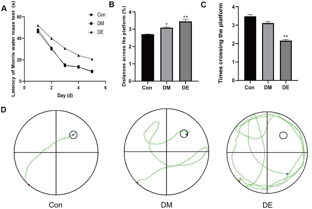 Hyperglycemia exacerbates the cognitive damage in T2DM rats. (A) The escape latency (EL) of the Morris water maze of three groups is not significantly different on the 1st-2nd day (P > 0.05). From the 3rd to 5th day, there is a significant difference of EL between the DE and CG groups, as well as the DM group (P B) There is a significant difference in the distances across the platform between CG and DM groups, as well as the DE group (P C) The number of rats crossing the platform among the three groups shows a decreasing trend, with no statistical significance between Con and DM (P > 0.05), but there is a significance between Con and DE (P D) The Morris water maze tests show a confusing trajectory in the DE group, which makes it difficult for rats to find the platform. However, the trajectory of the CG and the DM group is clear and they both directly travel to the platform. Data are presented as the mean ± SD (n = 3 per group). * P 