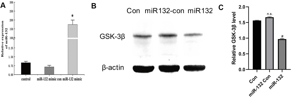 Successful transfection of synthetic miR-132 mimics, miR-con, and miR-132 were d into HT-22 cells. (A) The transfection of miR-132 is was successfully constructed in HT-22 cells. (B) The Western blot analysis showing that miR-132 downregulates the expression of GSK-3β. (C) The statistical figure of Figure 4B. *P #P 
