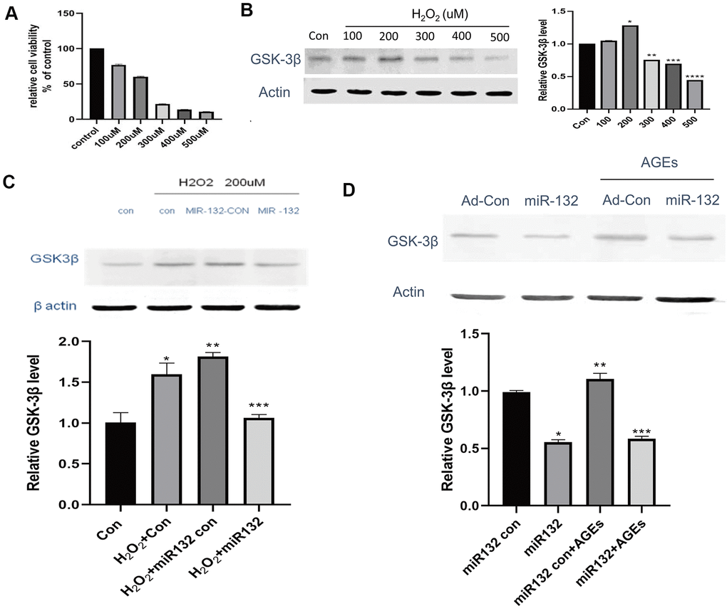miR-132 downregulates the expression of GSK-3β and GSK-3β in injured HT-22 cells in vitro. (A) The relative cell viability is nearly 60% under 200 μM H2O2, which contributes to the cellular stress state. (B) The expression levels of GSK-3β among 5 groups of different concentrations H2O2. (C) miR-132 potentially reverses the upregulated levels of GSK-3β under H2O2 treatment. (D) miR-132 potentially reverses the upregulated levels of GSK-3β under the AGEs treatment. *, **, and *** means P 