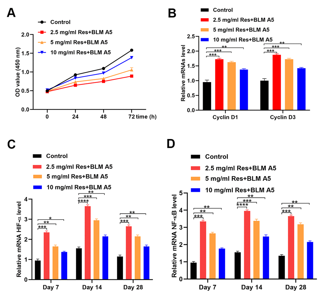 Resveratrol alleviates the effect of bleomycin on BEAS-2B cells. (A) The cell viability of BEAS-2B cells after different treatments (n = 6 in each group). (B) The expression of Cyclin D1 and Cyclin D3 in different groups (n = 6 in each group). (C) The level of HIF-1α in different groups at each postoperative time point (n = 6 in each group). (D) The expression of NF-κB in different groups at each postoperative time point (n = 6 in each group). *p p p p 