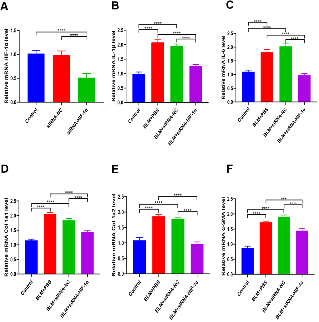 Inhibition of HIF-1α partially reverses BLM-induced fibrosis. (A) The expression of HIF-1α in BEAS-2B cells with and without siRNA-HIF-1α transfection was measured by qRT-PCR. (B, C) The expression of inflammatory cytokines in different groups was measured by qRT-PCR. (D–F) The expression of fibrotic genes in different groups was measured by qRT-PCR.