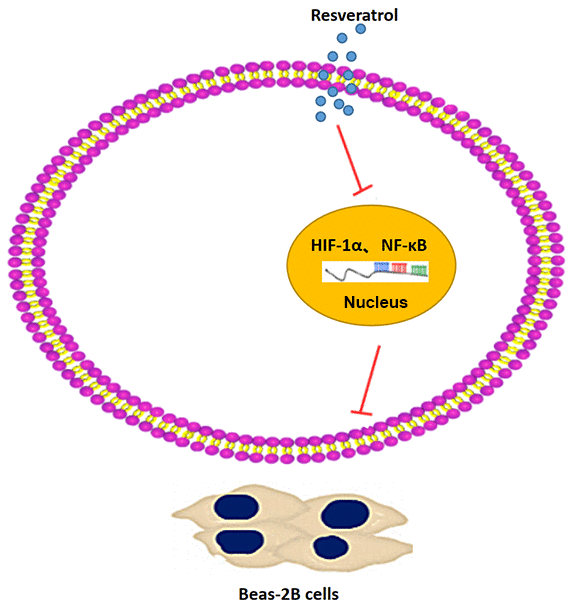 A schematic representation of the proposed mechanism showing that resveratrol alleviates pulmonary fibrosis by inhibiting the expression of HIF-1α and NF-κB.