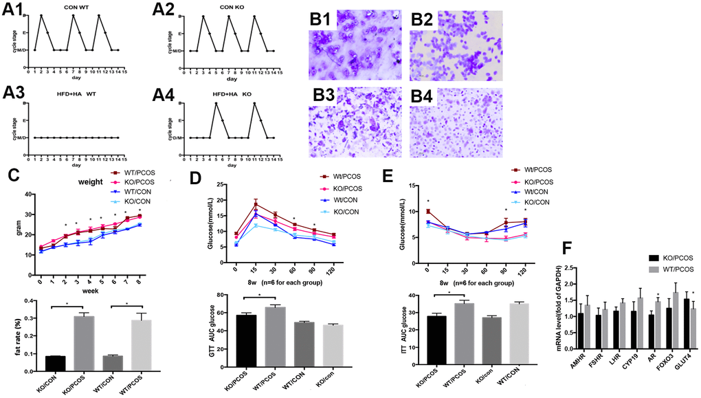 LNK knockout partially restored estrous cycle and improved glucose metabolism in PCOS mice model. (A1, A2) Control WT and KO mice had normal and regular estrous cycles. (A3) Irregular estrous cycle was found in WT mice treated with high fat diet + DHEA. (A4). Estrous cycle was partly restored in LNK KO mice treated with high fat diet + DHEA. (B1–B4) Different stages of mouse estrous cycle: pre-estrous (P), estrous (E), metestrus (M), and diestrus stage (D). (C–E) For each group (n=6), body weights (C) were measured in 0 to 8-week-old mice.*pD) and ITT (E) results. Data were analyzed with ANOVA followed by the Bonferroni multiple comparison post hoc test. *Statistical significance for WT/PCOS vs KO/PCOS. Area under curve was calculated for each group for GTT and ITT. Data were shown as means ± S.D. (F) The mRNA levels of GLUT4 and FSHR were detected in ovarian tissues of WT/PCOS and KO/PCOS. *p