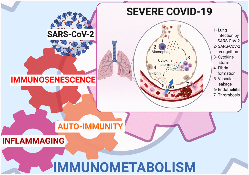 Immunometabolism at cornerstone of inflammaging, immunosenescence, and autoimmunity in COVID-19.