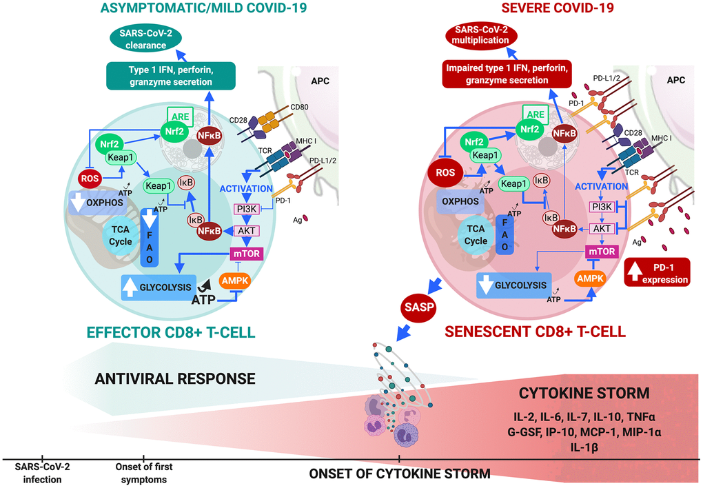 CD8+ T-cell metabolism in COVID-19. (A) In comorbidity-free patients developing asymptomatic/mild symptomatic forms of COVID-19, cytotoxic immune response mediated by effector CD8+ T-cells results in eradication of virus and patient recovery. Normal antigen levels in antigen-presenting cells and cytokine levels (interleukin IL-2 released by helper CD4+ T-cells) stimulate TCRs and co-receptors such as CD28, thus enhancing mTOR signaling via PI3K and protein kinase B that increases glycolysis. Cells shift from OXPHOS/FAO to glycolytic-based metabolism, whereby anabolic processes activate effector cells to clear infection. This includes production of cytotoxic factors (type 1 Interferon, granzyme, perforin) and enhanced proliferation. Massive increase in glycolysis results in production of ATP (less than OXPHOS but sufficient to inhibit AMPK, preventing mTOR pathway blockade. ROS production activates Nrf2, reducing inflammation and apoptosis by inhibiting NF-κB and pro-inflammatory cytokine production. (B) Aging and age-related disorders cause CD8+ T-cell senescence in severe COVID-19. Excess antigens upregulate inhibitory receptors (programmed death-1: PD-1) that block TCR activation, thus reducing signaling required for glycolytic metabolic phenotype itself crucial to proper effector functioning. Malfunction is compounded by upregulation of PD-1 expression-enhancing transcription factors, reduction in helper cell survival and proliferation signaling (IL-2), and increase in inhibitory signals. Senescent CD8+ T cells secrete SASP, paracrinely amplifying production of inflammatory cytokines and triggering cytokine storm. Massive decrease in glycolysis causes fall in ATP production and fails to sufficiently inhibit AMPK which then partially inhibits mTOR pathway. Substantial ROS production activates Nrf2 but fails to inhibit NF-κB pathway and pro-inflammatory cytokine production. These events combined make cells malfunction metabolically, inhibit cytotoxic function and exhaust the phenotype.