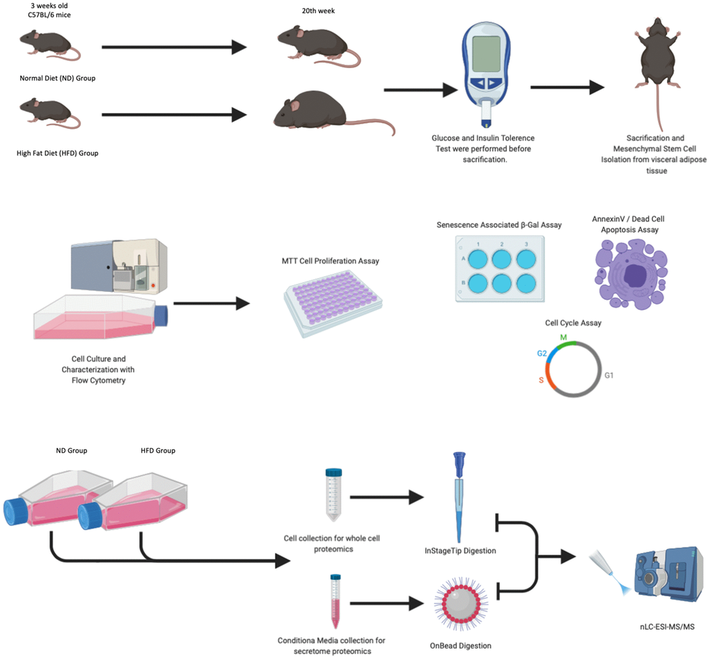 Experimental design. Mice were fed with a normal diet (ND) and a high-fat diet (HFD) for 20 weeks. One week before animal euthanasia, GTT and ITT tests were conducted. The MSCs isolated from visceral adipose tissue were characterized by flow cytometry, senescence-associated β-galactosidase assay, annexin V staining, and cell analysis performed at passage 3. At passage 3, for each experimental group, we collected total cellular protein content and secretomes as well as performed LC-MS/MS analysis.