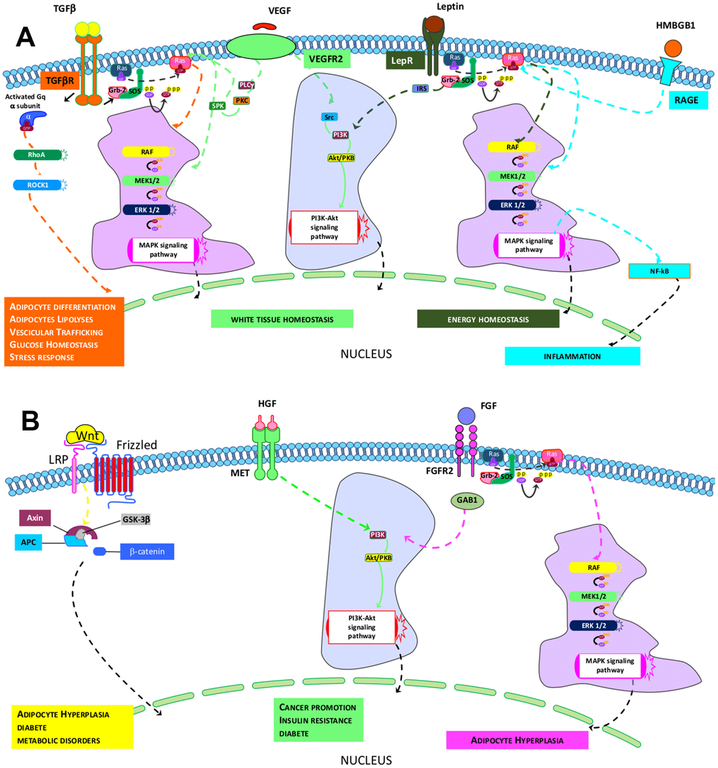 Identified pathways in ND- and HFD-MSCs. (A, B) The pictures show the signaling pathways that govern the specific core biological activities (see Table 1) of ND-MSCs and HFD-MSCs, respectively.