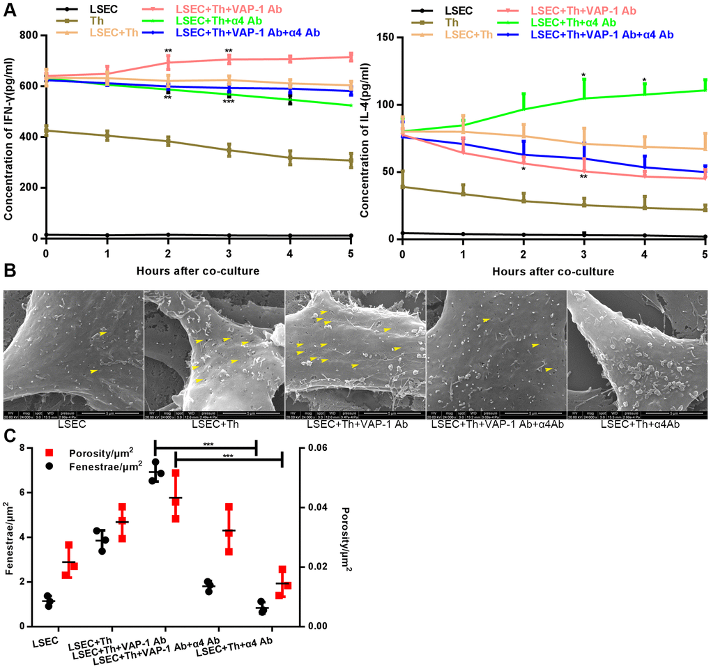 Changes of cytokine levels and changes of LSEC structure in the in vitro coculture experiments. (A) Analysis of cytokines (IFN-γ and IL-4) levels at different coculture time points. (B) Distribution and size variance of fenestrae in each group after coculture for 3 h (the yellow head of arrow indicates fenestrae on the LSECs). (C) Quantification of fenestrae number and porosity of each group in (B). *p 