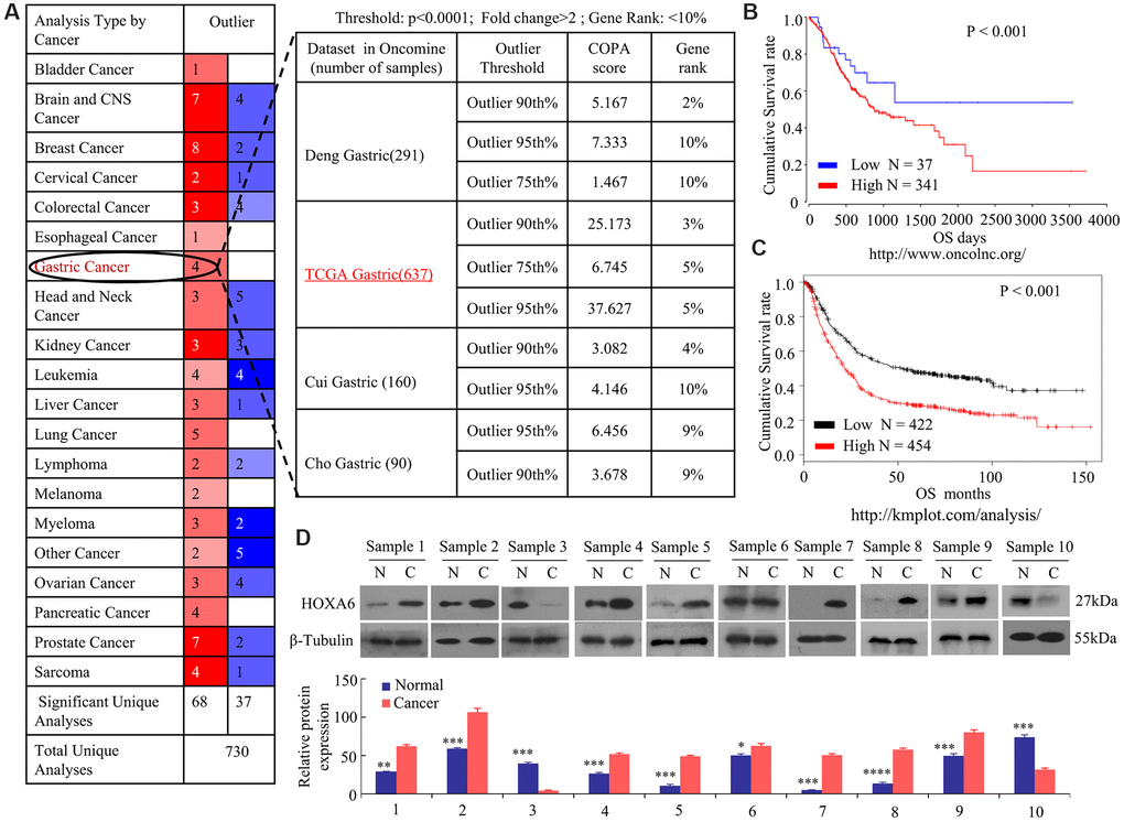 Increased levels of HOXA6 in GC data sets from public databases and human GC tissue. (A) Analysis of four Oncomine datasets showed that the mRNA expression levels of HOXA6 in GC are significantly higher than in normal tissues. The numbers in the red boxes in the Outlier panel in the table denote the number of data sets. (B, C) Kaplan-Meier plots from data on the OS of patient cohorts from the OncoLnc (B) and Plotter (C) databases. N = number; OS, overall survival. (D) The relative HOXA6 protein expression levels in 10 pairs of GC tissues (C) and matched adjacent non-tumorous tissues (N). b-Tubulin expression was measured and served as the loading control. The grey level of each band quantified. The protein expression relative levels were compared with Quantity One software. *, P > 0.05; **, P 
