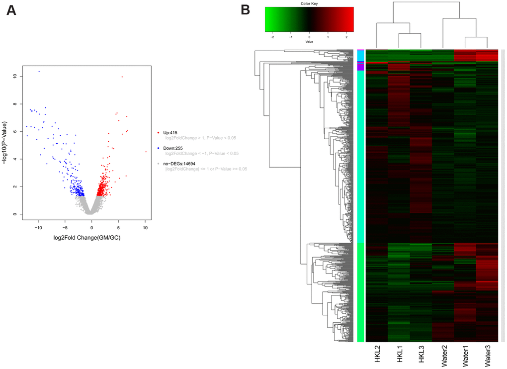 Expression signature of differentially expressed genes (DEGs). (A) Volcano plot displayed the distribution of DEGs. The blue dots represent down-regulated genes and the red dots represent up-regulated genes. (B) Heatmap of DEGs (n = 3 in each group). Each row represents one individual sample, and each column represents one gene. High expression levels are shown in red and low expression levels in green. UC rats were treated with water or HKL for 7 days and colon tissues were extracted for transcriptomics analysis.