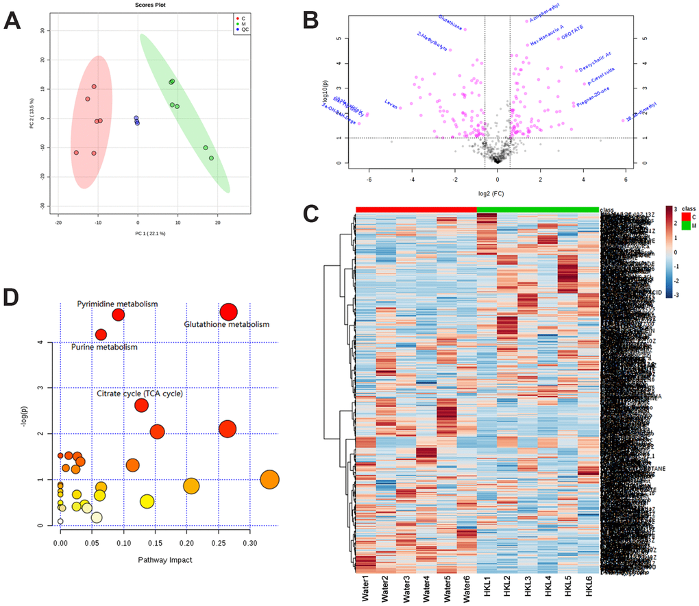 Identification of differentially expressed metabolites. (A) Principal Component Analysis examines the distribution of samples. (B) The log2 ratio of fold change and –log(P-values) plotted in the form of volcano plots. Red dots represent differentially expressed metabolites and black dots represent non-significantly changed metabolites. (C) Heatmap illustrates the metabolite profile. The column represents sample and the row represents relative molecular mass. (D) The bubble graph represents the significantly enriched pathways of DEGs. UC rats were treated with water or HKL for 7 days and fetal samples were collected for metabolomics assay. LC-MS/MS analyses were performed on 6 rats from water or HKL treated groups. Each bubble represents one individual pathway. The area of the bubble positively correlates with the importance in pathway. C, M, QC, quality control samples.