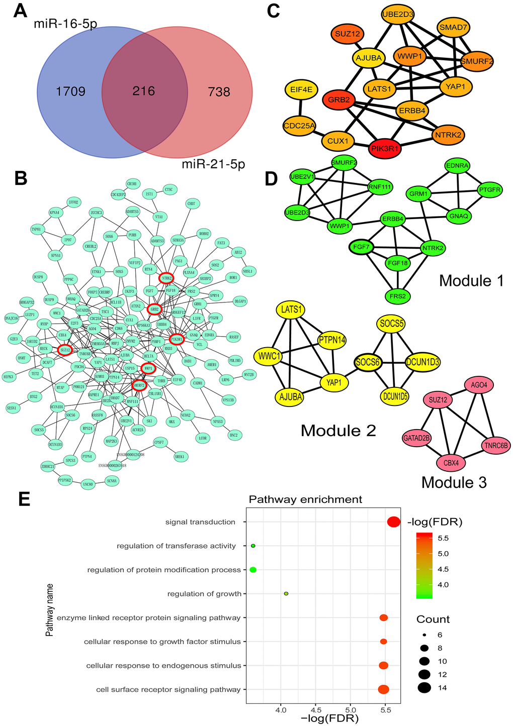 Prediction of miR-16-5p and miR-21-5p target genes and their biological functions. (A) Venn Diagram of the common target genes of miR-16-5p and miR-21-5p predicted by TargetScan, miRWalk and miRDB. (B) Protein-protein interaction (PPI) network of miR-21-5p and miR-16-5p target genes. (C) Top 15 hub target genes identified by the Cytohubba plug-in of Cytoscape. (D) Three key modules of the PPI network identified by the MCODE plug-in of Cytoscape. (E) Function analysis of all target genes in three modules. FDR, false discovery rate.