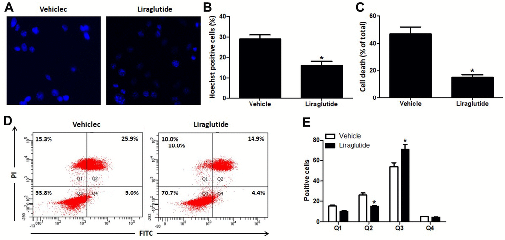 Effect of liraglutide on H/R-induced cell death. H9C2 cells were pretreated with 200 nmol/L liraglutide or vehicle 30 min before H/R treatment, and stained with Hoechst 33342 (A) 24 h later. The number of Hoechst-positive (B) was calculated. Percentage of death cells were counted by Automated Cell Counter (C). The number of cells in Q1 (AV-/PI+, The necrotic cells), Q2 (AV+/PI+, the late phase apoptotic cells), Q3 (AV-/PI-, normal cell) and Q4 (AV+/PI-, the early phase apoptotic cells) were also analyzed using Flow cytometry (D, E).