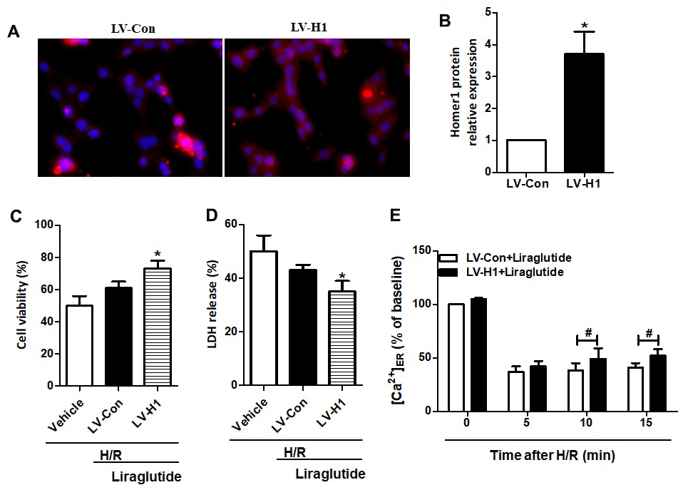 Effect of Homer1 overexpression on liraglutide-induced cardiomyocyte protection. H9C2 cell were transfected with LV-H1 or LV-Con for 72 h before H/R treatment, and the expression of Homer1 was examined by immunofluorescence staining (A, B). The cell viability (C) and LDH release (D) were assayed 24 h later, and the Ca2+ concentration in ER ([Ca2+]ER) was measured at 5, 10 and 15 min after LV-Con and LV-H1 (E).