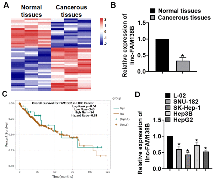 The expression of linc-FAM138B in HCC tissues and cells. (A) LncRNA expression profiles in normal and cancer tissues of HCC. (B) We collected 40 samples of patients diagnosed with HCC. The expression of linc-FAM138B in normal and cancerous tissues was detected by qRT-PCR. n = 40. (C) The overall survival rate of HCC patients with high or low linc-FAM138B expression was download from ENCORI database. (D) qRT-PCR analysis for linc-FAM138B level in HCC cell lines (Hep3B, HepG2, SNU-182 and SK-Hep-1)) and normal hepatocytes (L-02). Data are mean ± SD; *P 