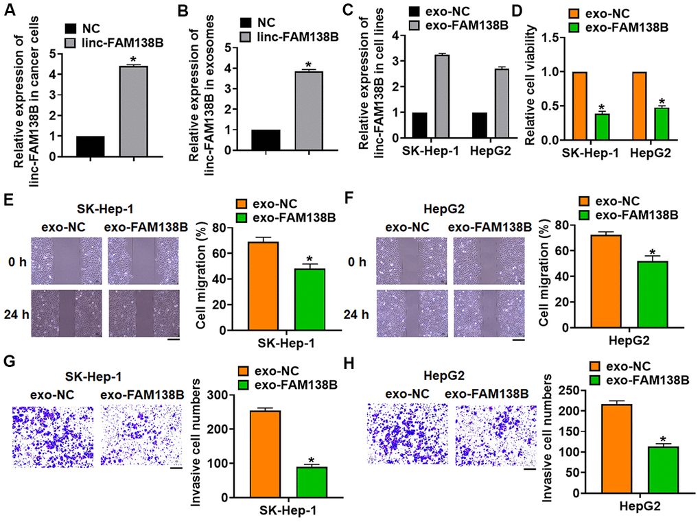 Exosomal linc-FAM138B inhibited the proliferation, migration and invasion of HCC cells. Cancer cells were isolated from HCC tissues. (A) Cancer cells were transfected with linc-FAM138B or NC, qRT-PCR was to determine transfection efficiency. (B) Exosomes were isolated from cancer cells after transfection, qRT-PCR was to determine linc-FAM138B expression in isolated exosomes. (C) SK-HEP-1 and HepG2 cells were incubated with isolated exosomes, and the expression of linc-FAM138B in SK-HEP-1 and HepG2 cells was detected using qRT-PCR. (D) MTT assay was to detected proliferation of SK-HEP-1 and HepG2 cells. (E, F) Wound healing assay was to evaluate migration of SK-HEP-1 and HepG2 cells. Scale bar, 60 μm. (G, H). Transwell assay was to examine invasion of SK-HEP-1 and HepG2 cells. Scale bar, 60 μm. Data are mean ± SD; *P 