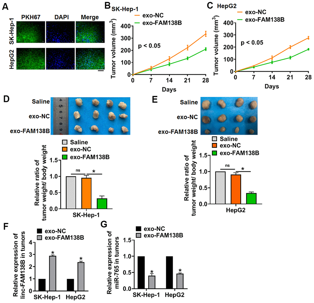 Exo-FAM138B suppressed HCC growth in vivo. PKH67 labeled linc-FAM138 was transfected into tumor cells, then exosomes from tumor cells were isolated. SK-HEP-1 and HepG2 cells were subcutaneously injected into nude mice. And a dosage of 5 mg exosomes or 10 μl saline was administered into mice via tail vein injection once every 3 days for 2 weeks. (A) Immunofluorescence assay showed a prominent fluorescence intensity of PKH67 in isolated tumor tissues. Scale bar, 100 μm. (B, C) Tumor volume was measured every 7 days. (D, E) Tumors was isolated after 28 days of SK-HEP-1 and HepG2 cells injection, and photos for representative tumors. The ratio of tumor wight to body weight of mice was calculated. (F) The level of linc-FAM138B in isolated tumors were detected by qRT-PCR. (G) The mRNA level of miR-765 in isolated tumors was tested. Data are mean ± SD; *P 