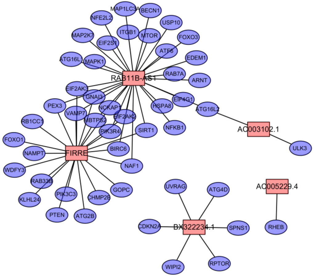 The co-expression network of OS-associated lncRNAs and autophagy genes in endometrial cancer. Among them, the pink node represents the lncRNA, and the blue node represents the co-expressed autophagy gene.