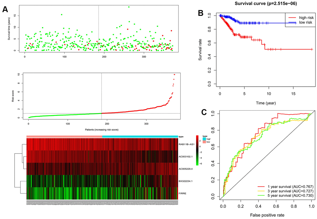 The evaluation of the autophagy-related lncRNA signature in the training dataset. (A) Autophagy-related lncRNA risk score analysis (Risk score distribution of the EC patients; survival status and duration of the EC patients; Heatmap of the 5 lncRNAs expression). (B) Kaplan-Meier survival analysis for EC patients in the training dataset; (C) Time-dependent ROC curve analysis for EC patients in the training dataset.