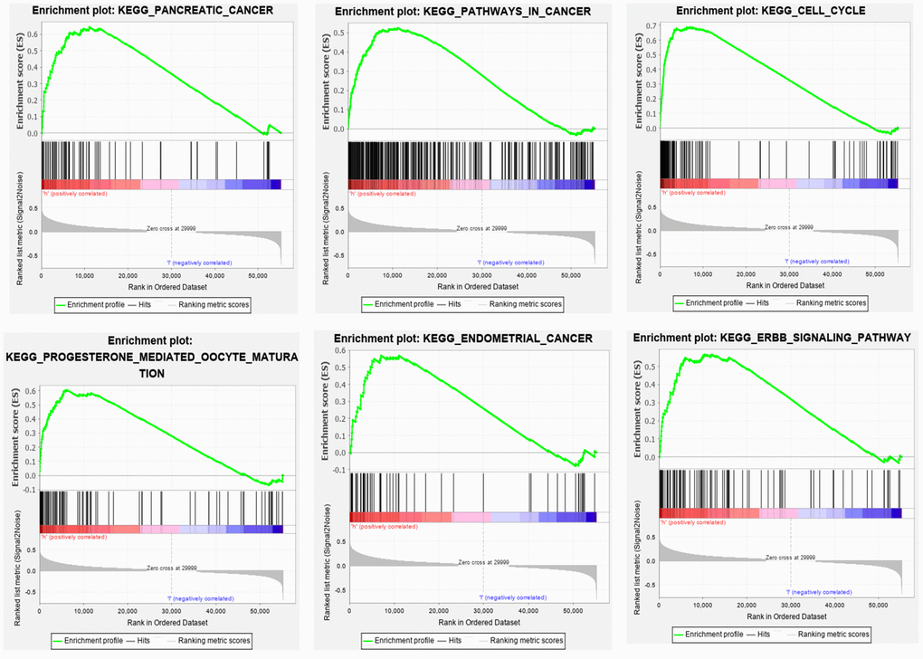 Some pathways were enriched in the high-risk group, among which the landmark cancer-related pathways were enriched.