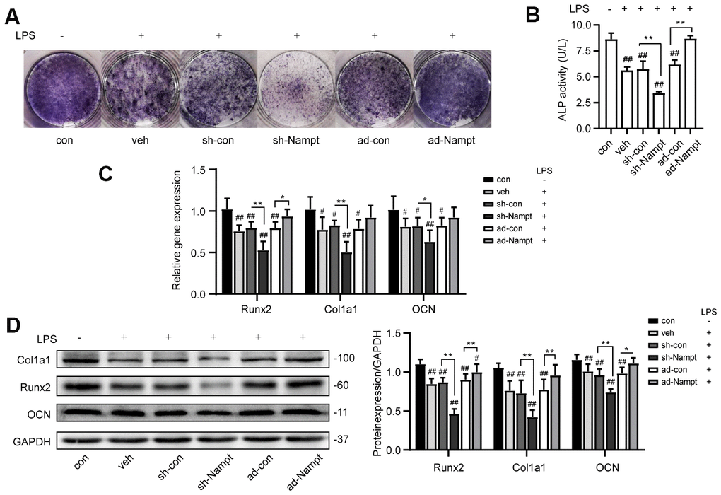 Overexpression of Nampt rescued LPS-induced inhibition on osteogenic differentiation. On the 7th day, (A) ALP staining and (B) Measurement of ALP activity showing that ALP was increased in ad-Nampt cells. (C) Real-time PCR analysis showing Runx2, Col1a1 and OCN gene expression normalized to β-actin. (D) Western blot results showing the protein expression of Runx2, Col1a1 and OCN. The data are expressed as the mean ± SD. *, pppp