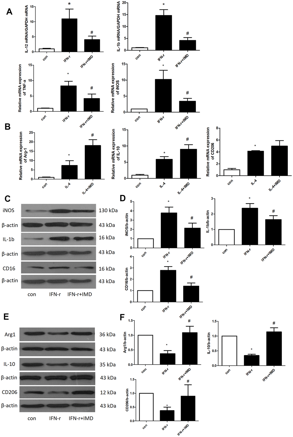 IMD inhibited macrophage M1 polarization. Control, saline treatment group; LPS+ IFN-γ, M1-type macrophage induction group; IFN-γ+IMD, M1-type macrophages pretreated with IMD; IL-4, M2-type macrophage induction group; IL-4+IMD, M2-type macrophages pretreated with IMD. Quantitative real-time PCR analysis of mRNA levels of (A) M1-type macrophage marker IL-12, IL-1β, TNF-α and iNOS in BMDMs and (B) M2-type macrophage marker Arg1, IL-10 and CD206 in BMDMs. Western blot analysis of (C, D) M1-type macrophage markers IL-12, IL-1β and CD16 and (E, F) M2-type macrophage markers Arg1, IL-10 and CD206 in BMDMs. β-actin was a control for protein loading. n=3, Data are mean ± SD. *P#P