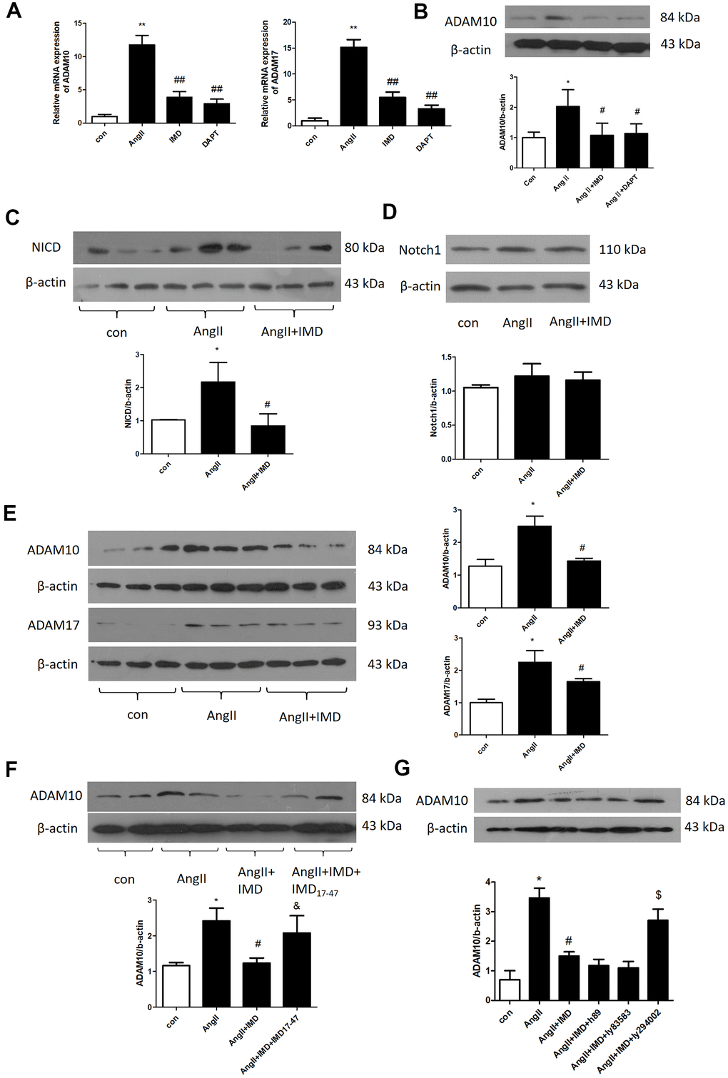 IMD inhibited Notch1 signaling activation by ADAM10. (A) Quantitative real-time PCR analysis of mRNA levels of ADAM10 and ADAM17 in aortas of Control, AngII, AngII+IMD and AngII+DAPT in mice. (B) Western blot analysis of protein level of ADAM10 in aortas of Control, AngII, AngII+IMD and AngII+DAPT mice. Western blot analysis of protein levels of (C, D) NICD, the intracellular fragment of Notch1 and the full length Notch1 receptor and (E) ADAM10 and ADAM17 in AngII-induced macrophage cell line Raw264.7. n=3, Data are mean ± SD. *PP#P##PF) Western blot analysis of protein level of ADAM10 in AngII-induced macrophage cell line Raw264.7. Except for the first 3 groups, IMD receptor blocker IMD17-47 group was added. n=3, Data are mean ± SD. *P#P&PG) Western blot analysis of protein level of ADAM10 in AngII-induced macrophage cell line Raw264.7. Except for the first 3 groups, cAMP/PKA inhibitor H89, cGMP/PKG inhibitor Ly83583 and PI3K/Akt inhibitor LY294002 were added. n=3, Data are mean ± SD. *P#P$P