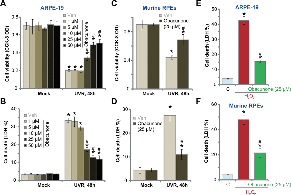 Obacunone attenuates UVR-induced cytotoxicity in RPE cells. ARPE-19 cells (A, B, E) or the primary murine RPE cells (C, D, F) were pretreated for 60 min with applied concentration of obacunone, cells were then subjected to UV radiation (UVR, UVA2+B, 30 mJ/cm2) or H2O2 (400 μM), and were further cultured for 48h; Cell viability was tested by CCK-8 assay (A, C), with cell death examined by LDH release in the conditional medium (B, D, E, F); Data were presented as mean ± SD (n=5). “Mock” stands for no UVR stimulation. “Veh” stands for the vehicle control. “C” stands for untreated control. *p vs. “Mock”/“C” treatment. #p vs. UVR/ H2O2 only treatment. Experiments were repeated three times, with similar results obtained.