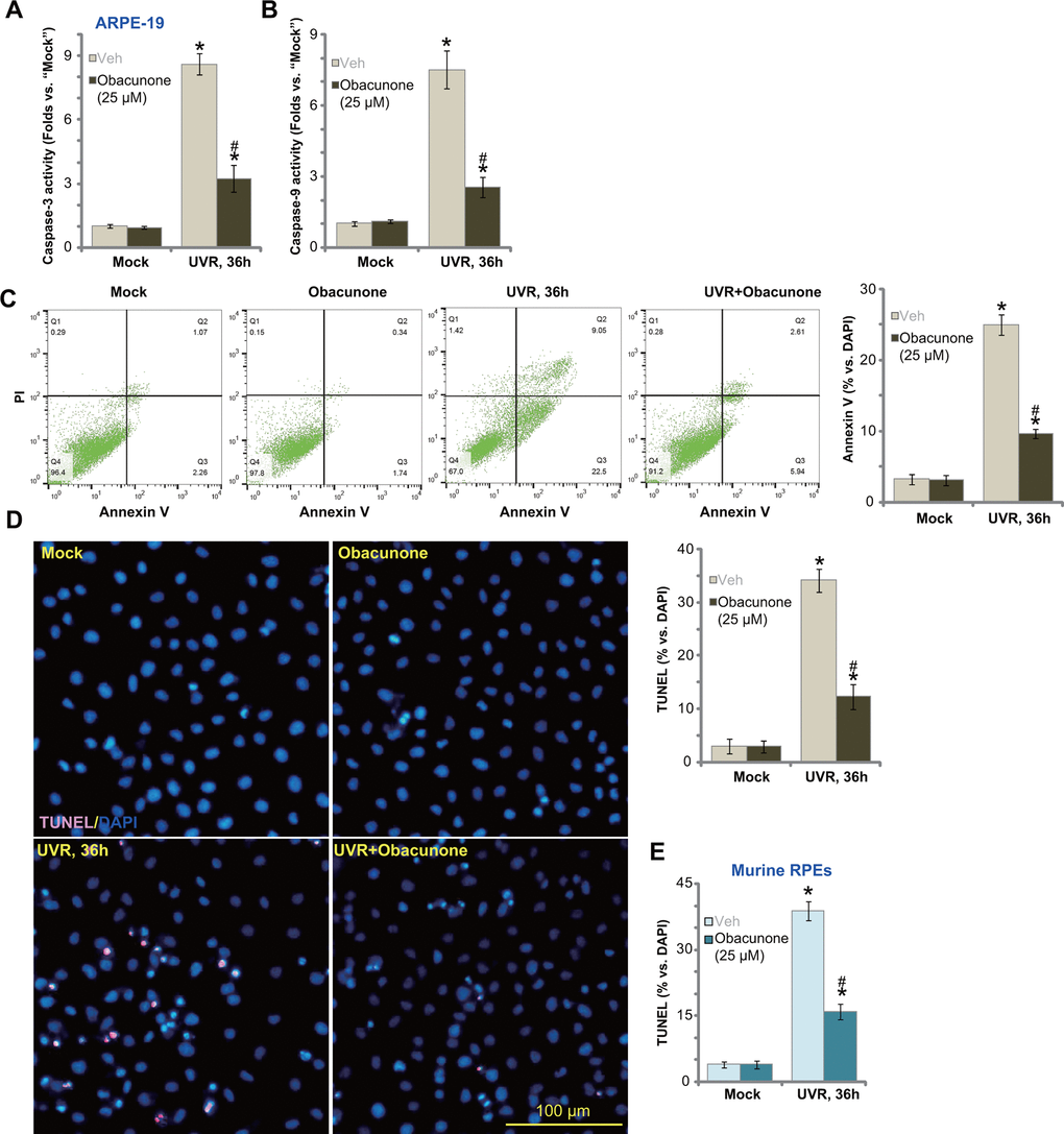Obacunone attenuates UVR-induced apoptosis in RPE cells. APRE-19 cells (A–D) or primary murine RPE cells (E) were pretreated for 60 min with obacunone (25 μM), cells were then subjected to UV radiation (UVR, UVA2+B, 30 mJ/cm2), and further cultured for 36h, relative caspase-3/-9 activity (A, B) and apoptosis activation (C–E) were tested by the listed assays. Data were presented as mean ± SD (n=5). “Mock” stands for no UVR stimulation. “Veh” stands for the vehicle control. *p vs. “Mock” treatment. #p vs. “UVR” only treatment (with vehicle pretreatment). Experiments were repeated three times, with similar results obtained. Bar= 100 μm (D).