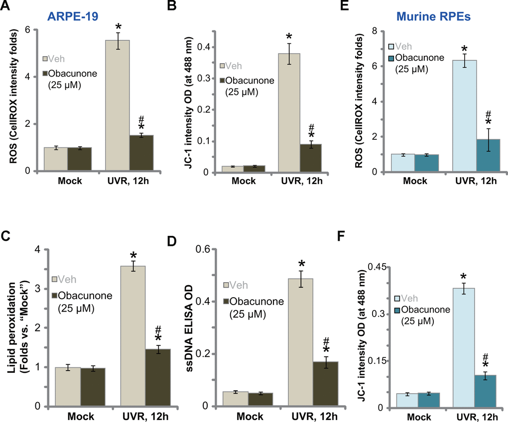 Obacunone ameliorates UVR-induced oxidative injury in RPE cells. ARPE-19 cells (A–D) or the primary murine RPE cells (E and F) were pretreated for 60 min with obacunone (25 μM), cells were then subjected to UV radiation (UVR, UVA2+B, 30 mJ/cm2), and were further cultured for 12h, ROS production (CellROX intensity, A, E), mitochondrial depolarization (JC-1 green monomers fluorescence intensity, B and F), lipid peroxidation (measuring relative TBAR activity, C) and DNA damage (measuring ssDNA contents, D) were tested, and results were quantified. Data were presented as mean ± SD (n=5). “Mock” stands for no UVR stimulation. “Veh” stands for the vehicle control. *p vs. “Mock” treatment. #p vs. “UVR” only treatment (with vehicle pretreatment). Experiments were repeated three times, with similar results obtained.