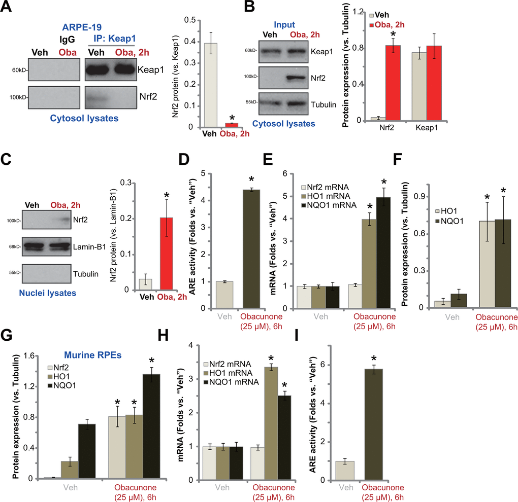 Obacunone activates Nrf2 signaling cascade in RPE cells. ARPE-19 cells (A–F) or the primary murine RPE cells (G–I) were treated with obacunone (“Oba”, 25 μM), cells were further cultured for applied time periods, the co-immunoprecipitation (Co-IP) assay was performed to test Keap1-Nrf2 association (A); Expression of listed proteins (in cytosol lysates and nuclear lysates) and mRNAs were tested by Western blotting (B, C, F, G) and qPCR (E, H) assays, and results were quantified; The relative ARE luciferase activity was tested as well (D,I). Expression of listed proteins was quantified, normalized to the loading control, and expressed as mean ± SD (n=5) (A–C, F, G). Data were presented as mean ± SD (n=5). “Veh” stands for the vehicle control. *p vs. “Veh” treatment. Experiments were repeated three times, with similar results obtained.