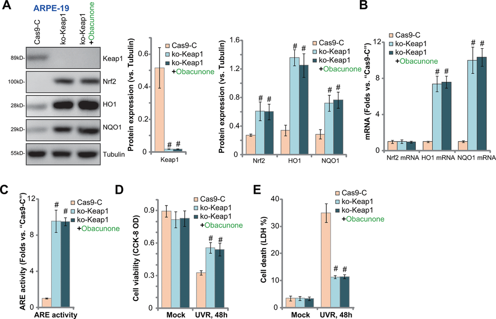 Keap1 depletion mimics obacunone-induced RPE cytoprotection against UVR. Stable ARPE-19 cells with the CRISPR/Cas9-Keap1-KO construct (“ko-Keap1”) or the empty vector (“Cas9-C”) were treated with or without obacunone (25 μM), cells were further cultured for 6h, expression of listed genes was shown (A, B), with ARE activity tested (C). Alternatively, cells were pretreated with obacunone (25 μM) for 1h, followed by UVR for another 48h, cell viability and death were tested by CCK-8 (D) and medium LDH release (E) assays, respectively. Expression of listed proteins was quantified, normalized to the loading control, and expressed as mean ± SD (n=5) (A). Data were presented as mean ± SD (n=5). #p vs. “Cas9-C” cells. Experiments were repeated three times, with similar results obtained.