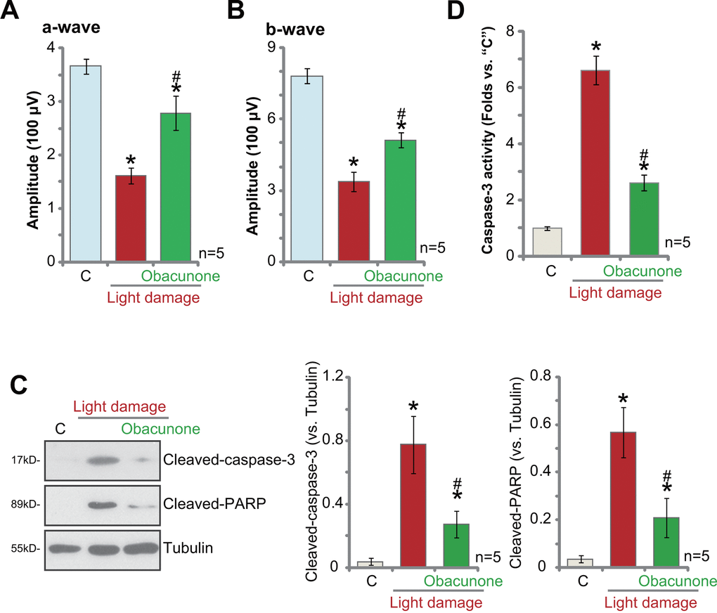 Obacunone protects mouse retina from light-induced damage. Twenty-four hours after the light exposure in mice retina, with or without obacunone intravitreal injection (2.5 mg/kg body weight, 1h pre-treatment), ERG was recorded, quantified amplitudes of a- and b-waves were presented (A, B). Retinal tissues were collected and expression of listed proteins was shown (C); The relative caspase-3 activity was tested as well (D). Data were expressed as mean ± standard deviation (SD, n=5). * p vs. undamaged control mice (“C”). #p vs. “Light damage” only group (no obacunone administration).