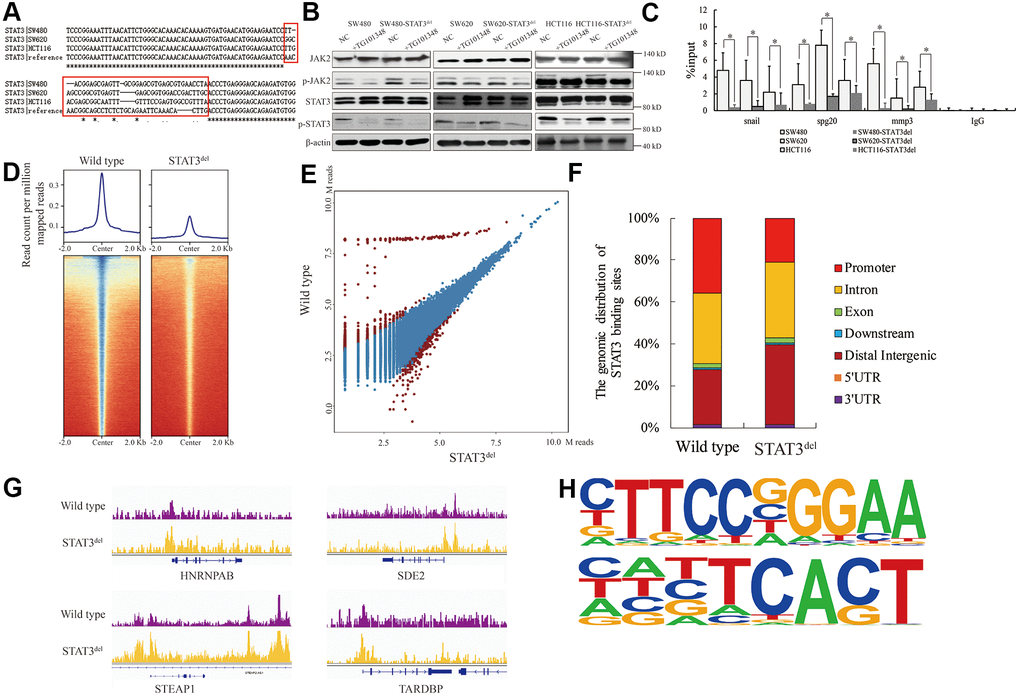 The genomic binding pattern of STAT3del in colon cancer cells. (A) Sequence alignment shows the deletion of sequence encoding amino acid residues between 400 and 411 (NNGSLSAEFKHL) in the DNA-binding domain of STAT3 in the colon cancer cells (SW480, SW620, and HCT116) using CRISPR-CAS9. (B) Representative western blot shows the total and phosphorylated levels of JAK2 and STAT3 in control and TG101348 (JAK2 inhibitor)-treated wild-type and STAT3del SW480, SW620, and HCT116 cells. Βeta-actin is shown as the loading control. Each experiment was performed in triplicates. (C) ChIP-qPCR results show the occupancy of STAT3del in the promoter regions of Snail, Spg20 and MMP3 genes in SW480, SW620, and HCT116 cells with wild-type STAT3 or STAT3del. * denotes p D) The heatmap shows the genome-wide occupancy of STAT3 and STAT3del at all the annotated gene promoters in the SW480 cells as determined by ChIP-seq. The average STAT3 enrichment is measured based on the log2 (peak p values) in 200-bp bins and is shown within genomic regions covering 2 kb upstream and downstream of the center. (E) The volcano plot shows the comparison of different peaks (representing STAT3 genomic occupancy) between wild type and STAT3del SW480 cells. Brown spots represent significantly altered peaks between STAT3 and STAT3del; blue spots represent peaks without statistical significance. (F) The genome-wide distribution of STAT3 binding regions in wild-type and STAT3del SW480 cells. The various genomic regions are represented by different colors. (G) Enrichment of STAT3 (purple) or STAT3del (yellow) in the HNRNPAB, SDE2, STEAP1, and TARDBP genes. ChIP-seq data are shown in reads per million; y-axis floor is set to 0.5 reads per million. (H) Predicted DNA-binding motifs that are enriched in the loci bound by wild type STAT3 (top) and STAT3del (bottom) in the SW480 cells.