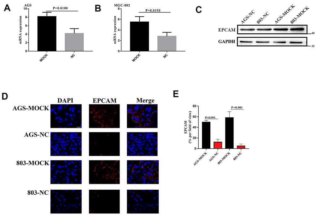 (A, B) The EPCAM RNA expression of VCL silent group and blank group. (C) The EPCAM expression of VCL silent group and blank group. (D) Representative images of EPCAM (red) and DAPI (bule) formation in silent group and blank group cells. Scale bars, 10 mm. (E), proportion of EPCAM+ cells in tumor in (D).