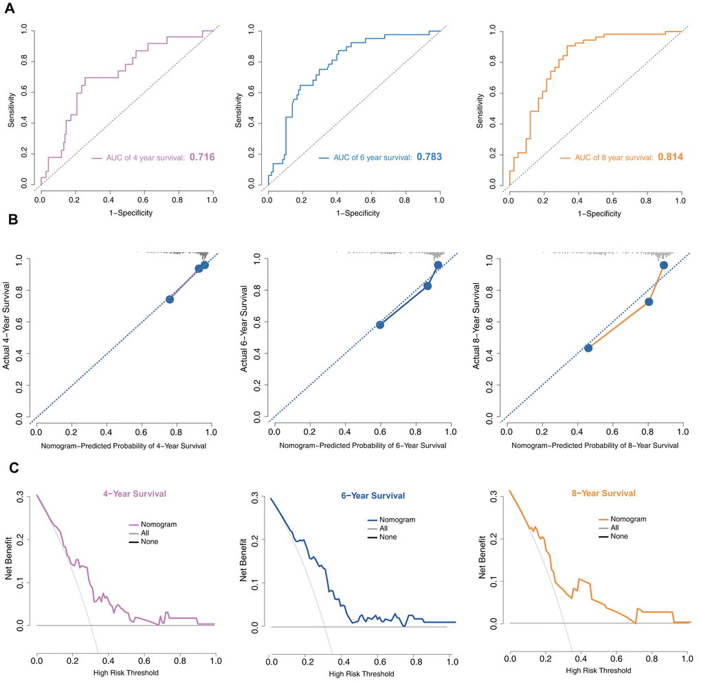 Model discrimination and performance in the training set. (A) Receiver operating characteristic curves for nomogram-based prognostic prediction. (B) Calibration plot examining estimation accuracy. (C) DCA assessing clinical utility.