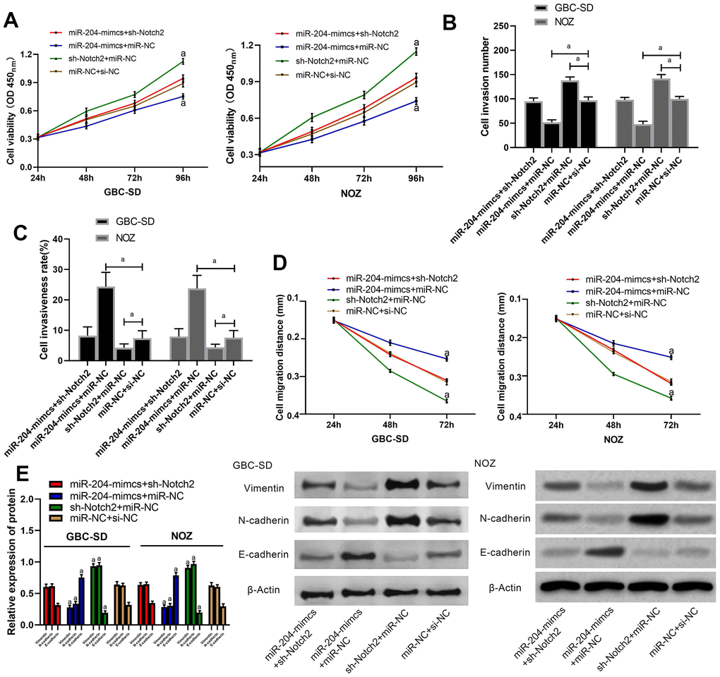 Rescue experiment. (A) Proliferation of cells transfected by various combination of miRs; (B) Membrane penetration of cells transfected by various combination of miRs; (C) Comparison of apoptosis rate; (D) Comparison of migration; (E) Protein levels of Vimentin, N-cadherin and E-cadherin as detected by western blot. a indicates in comparison with cells transfected with miR-NC+si-NC, p 