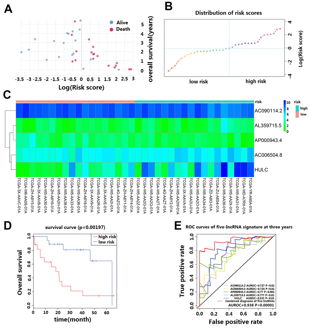 Prognostic evaluation of the five-lncRNA signature in CCA patients in TCGA. (A) The survival status and duration of CCA patients; (B) LncRNA risk score distribution; the blue dashed line indicates dividing the patient into a low-risk group and a high-risk group with a median value as a cut off value. (C) Heatmap of five lncRNA expressions in CCA patients. (D) KM curves based on OS outcomes for risk cutoffs with a p-value of less than 0.01 for the log-rank test. (E) Time-dependent ROC curve analysis was predicted by five lncRNA for 3-year survival, and each was performed separately.