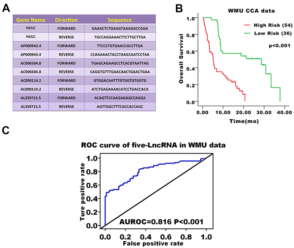 Prognostic evaluation of the five-lncRNA signature in CCA patients in the WMU cohort. (A) Primer sequence of five-lncRNA markers; (B) KM curve analysis of OS validated the prognostic differences between high and low-risk groups in the WMU cohort; (C) ROC curve analysis of 3-year survival validated the reliability of five-lncRNA model.