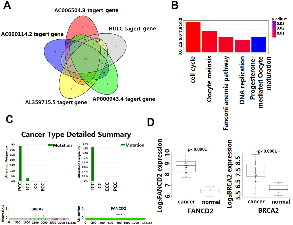 Enrichment and analysis of five lncRNA in the presence of common DPCGs. (A) Venn diagram showing 171 common DPCGs of the five-lncRNA. (B) The KEGG pathways were significantly associated with the enrichment of 171 common protein-coding genes co-expressed with five-lncRNA. The ordinate is the number of DPCGs that is enriched to the target gene. (C) Mutation of FANCD1 and FADCD2 genes in cholangiocarcinoma (from the cbioportal database http://www.cbioportal.org/). (D) Expression of FANCD1 and FADCD2 genes in cholangiocarcinoma.