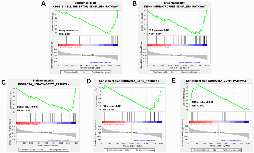 Gene Set Enrichment Analysis (GSEA) was performed between the high risk score group and the low-risk score group. (A–D) Pathways including IL-2 Receptor Beta Chain in T cell Activation, Keratinocyte Differentiation, T cell receptor pathway, and Neurotrophin signaling pathway were enriched in the low-risk group. (E) The results showed significant enrichment of markers including the "complement pathway" in the high-risk group.