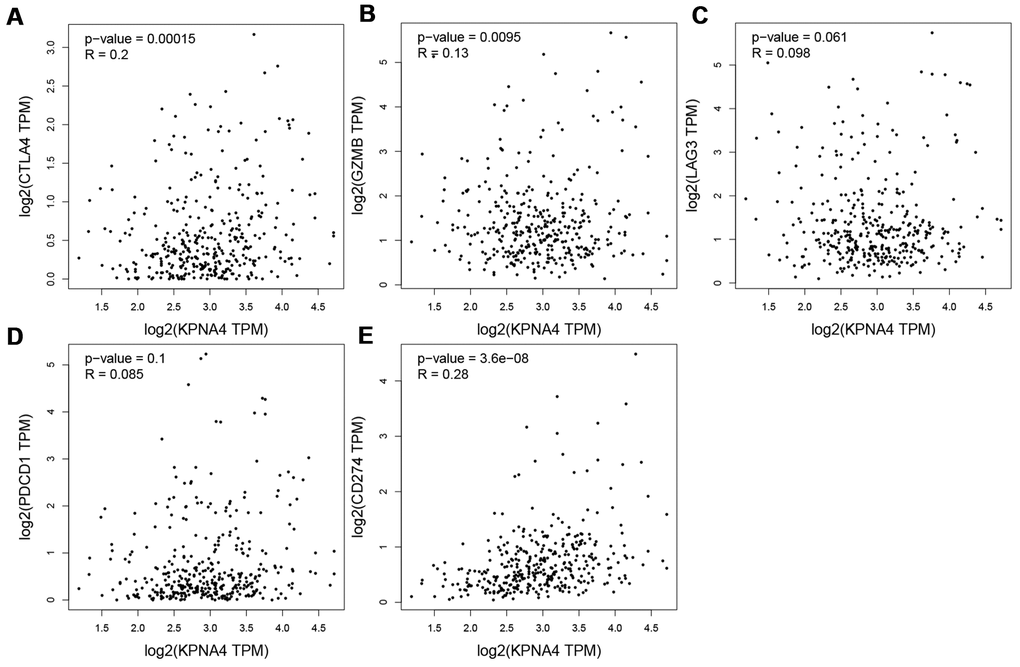 Correlation between KPNA4 expression and T cell exhaustion in HCC. (A–E) Correlation analysis between KPNA4 and related gene markers (CTLA4, GZMB, LAG3 and PDCD1) of T cell exhaustion and PDL1 (CD274) expression.