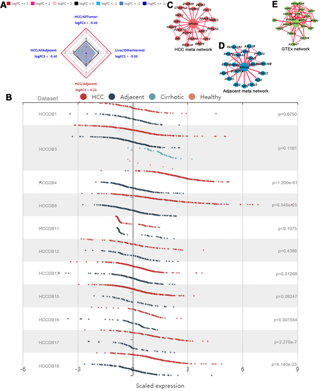 Gene expression profiles in HCCDB database. (A) Radar map of KPNA4 overall expression among different types of tissues. (B) The differential expression of KPNA4 in different liver cancer datasets. The coexpression networks of KPNA4 in HCC tissues (C), adjacent liver tissues (D) and normal tissues from the GTEx project (E) showed that different liver tissues expressed different coexpression networks.