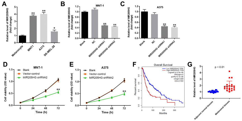 Knockdown of MIR205HG significantly decreased the viability of melanoma cells. (A) QRT-PCR analysis shows the expression of MIR205HG in melanocytes, A375, MNT-1, and SK-MEL-28 cells. (B, C) QRT-PCR analysis shows the expression of MIR205HG in (B) MNT-1 and (C) A375 cells transfected with MIR205HG shRNA1, shRNA2 or sh-NC for 24 h. (D, E) CCK-8 assay analysis results show the viability of blank, vector-control, and MIR205HG shRNA2-transfected MNT-1 and A375 cells for 0, 24, 48 or 72 h. (F) TCGA database analysis shows the correlation between MIR205HG expression and survival rates of melanoma patients. The analysis included the data from 531 patients with melanoma. Among the patients with melanoma, 209 patients had high expression of MIR205HG, while the others had low level of MIR205HG. (G) QRT-PCR analysis shows the expression of MIR205HG in paired melanoma and adjacent normal skin tissues (n=30). Note: All experiments were performed at least thrice independently. *P**P